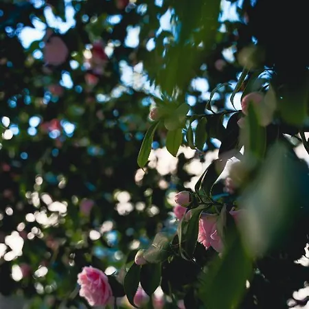 Apartamento Finestra Romantica Al Palaalpitour E Stadio A 2 Minuti